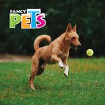 Juguete-Pelota-Med-De-Tenis-C-Squeaker---3-Pz